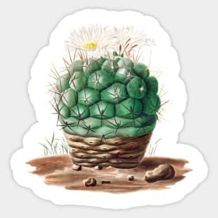 Gymnocalycium uruguayense cactus Sticker